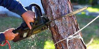 Best Tree Preservation Services  in Wellington, CO