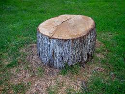 Best Leaf Removal  in Wellington, CO