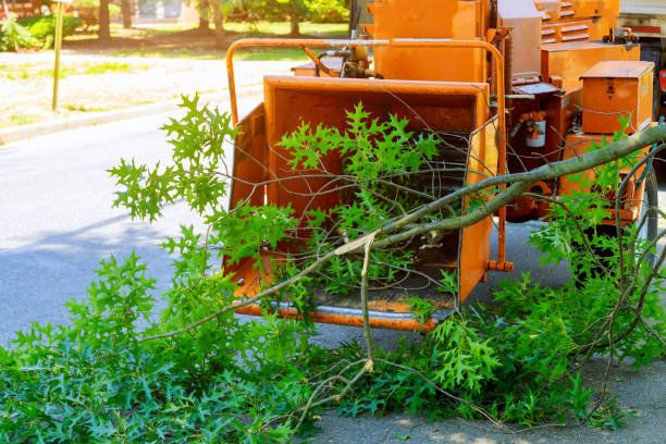 How Our Tree Care Process Works  in  Wellington, CO
