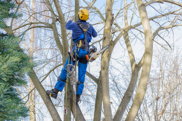 Best Seasonal Cleanup (Spring/Fall)  in Wellington, CO