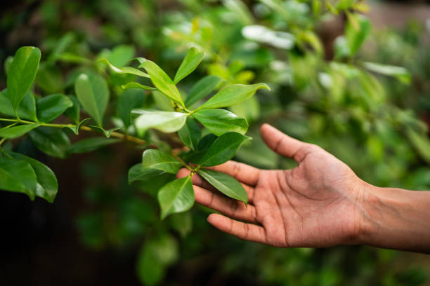 Professional Tree Services in Wellington, CO