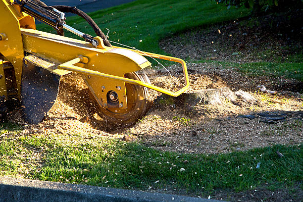 Best Palm Tree Trimming  in Wellington, CO