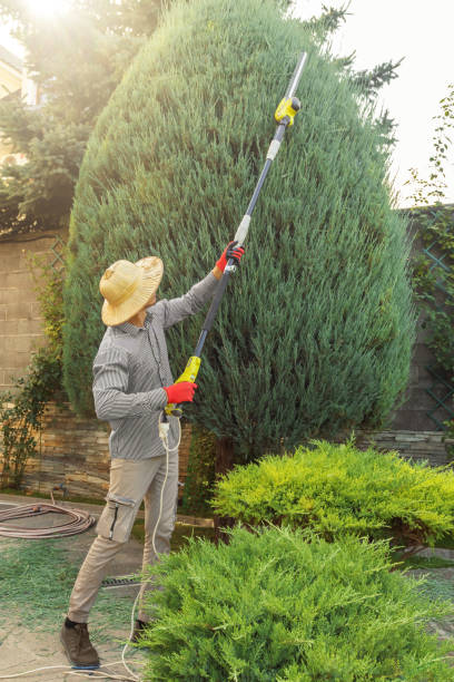 Best Lawn Grading and Leveling  in Wellington, CO