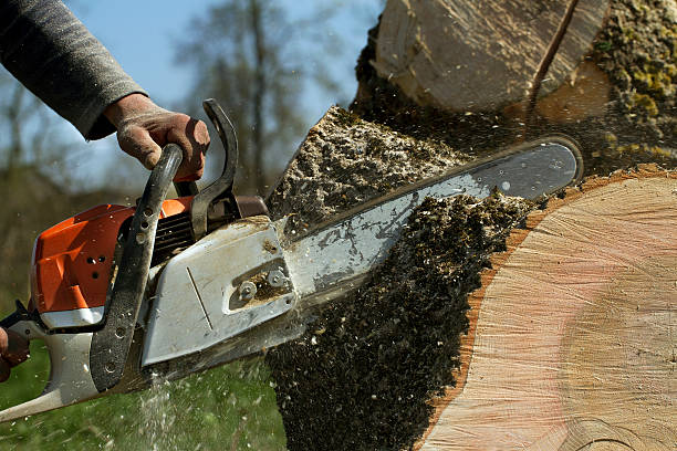 Best Tree Health Inspection  in Wellington, CO