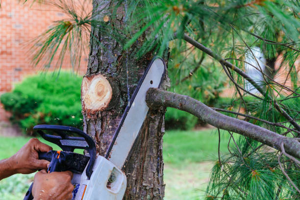 Best Tree Removal  in Wellington, CO